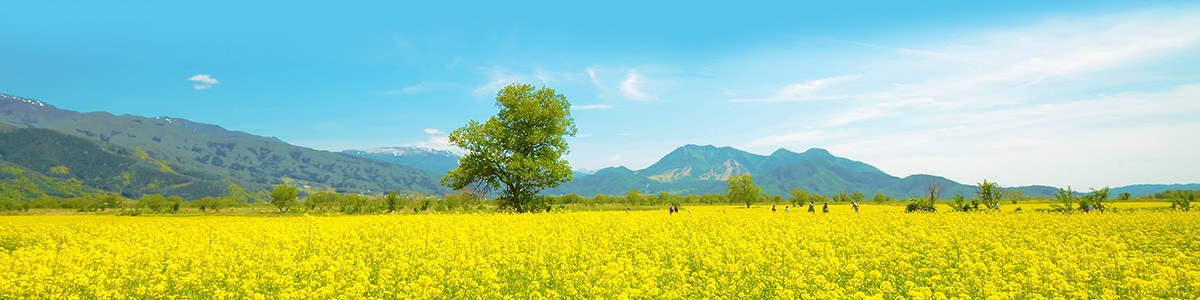 (C)飯山観光局「千曲川の菜の花」